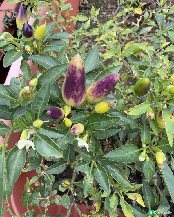 🪻🪻有機園圃@V Walk🪻🪻