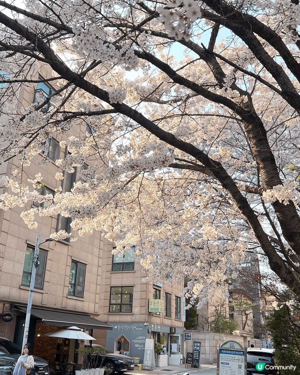 1. 韓國櫻花季 隨手影一張已經好靚