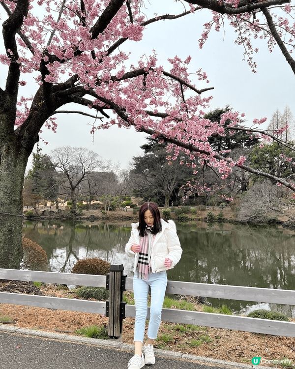 第一張是東京的公園賞櫻花，粉紅色的櫻花非常ig-able.