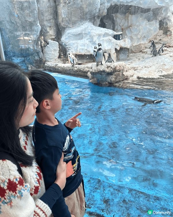 依個冬日趁住聖誕假期間去咗珠海長隆企鵝酒店🐧，講到重點打卡位...