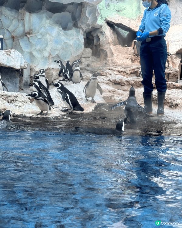 依個冬日趁住聖誕假期間去咗珠海長隆企鵝酒店🐧，講到重點打卡位...