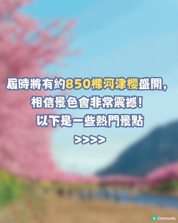 河津櫻2025🌸5大熱門景點一次看！4公里櫻花隧道仲有70年樹齡原木😍附櫻花祭詳細時間/地圖/交通資訊🚗
