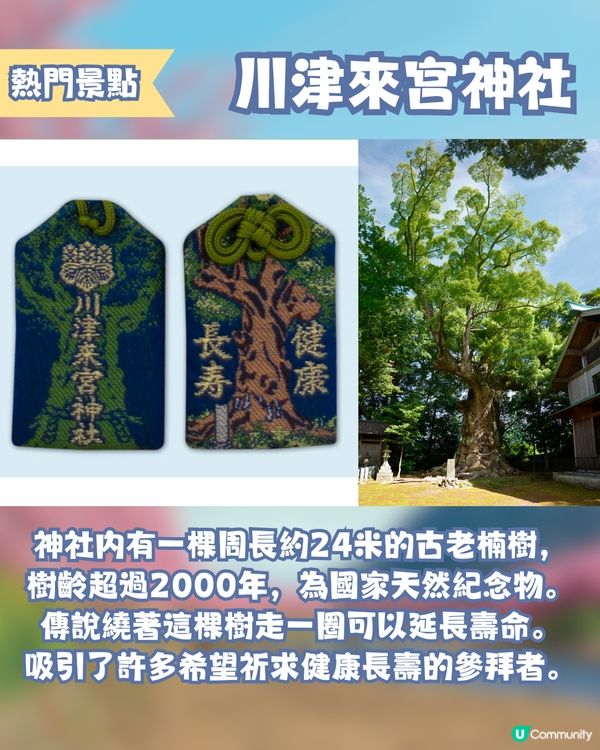 河津櫻2025🌸5大熱門景點一次看！4公里櫻花隧道仲有70年樹齡原木😍附櫻花祭詳細時間/地圖/交通資訊🚗