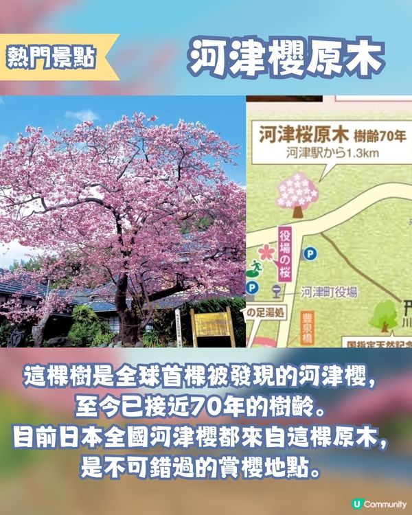 河津櫻2025🌸5大熱門景點一次看！4公里櫻花隧道仲有70年樹齡原木😍附櫻花祭詳細時間/地圖/交通資訊🚗