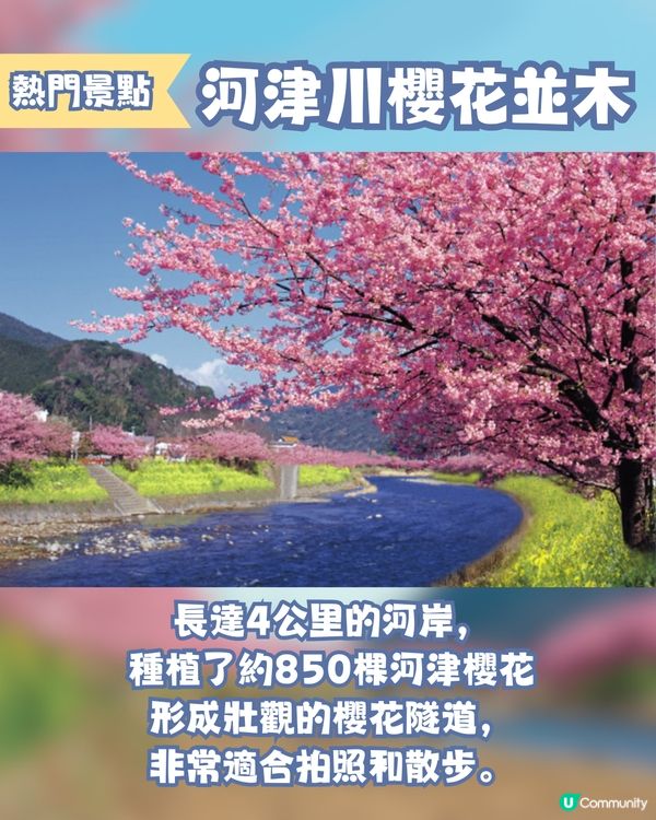 河津櫻2025🌸5大熱門景點一次看！4公里櫻花隧道仲有70年樹齡原木😍附櫻花祭詳細時間/地圖/交通資訊🚗