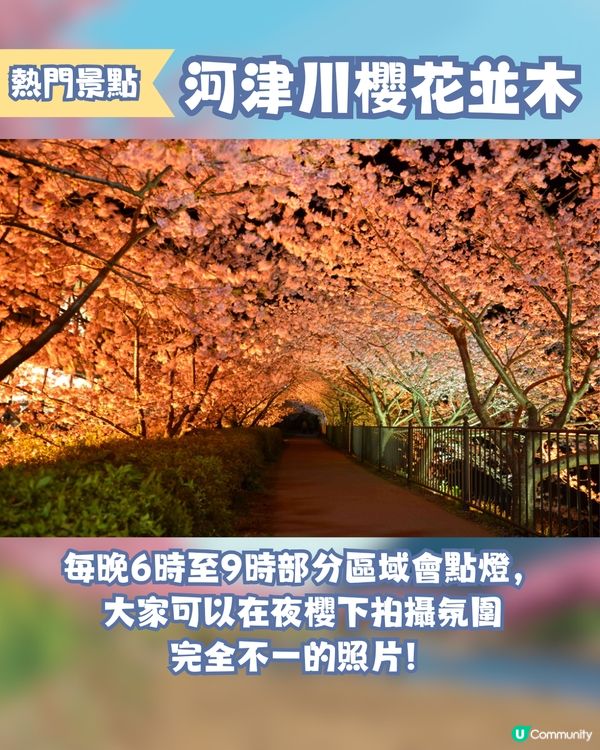 河津櫻2025🌸5大熱門景點一次看！4公里櫻花隧道仲有70年樹齡原木😍附櫻花祭詳細時間/地圖/交通資訊🚗