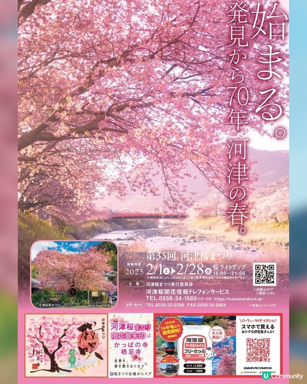 河津櫻2025🌸5大熱門景點一次看！4公里櫻花隧道仲有70年樹齡原木😍附櫻花祭詳細時間/地圖/交通資訊🚗