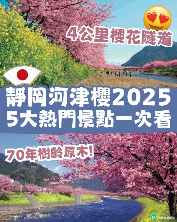河津櫻2025🌸5大熱門景點一次看！4公里櫻花隧道仲有70年樹齡原木😍附櫻花祭詳細時間/地圖/交通資訊🚗