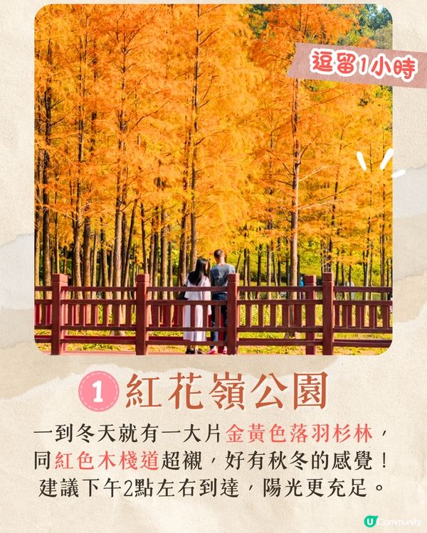 深圳龍崗區秋冬打卡一日遊攻略🍁唯美落羽杉林/古堡教堂/文青藝術街區🚗附交通資訊!