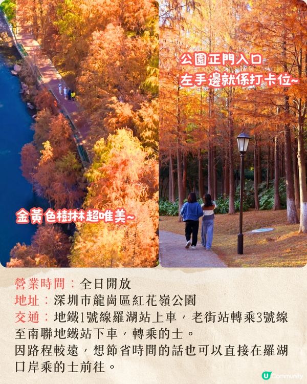 深圳龍崗區秋冬打卡一日遊攻略🍁唯美落羽杉林/古堡教堂/文青藝術街區🚗附交通資訊!