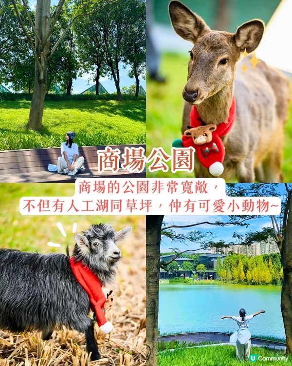 深圳龍崗區秋冬打卡一日遊攻略🍁唯美落羽杉林/古堡教堂/文青藝術街區🚗附交通資訊!