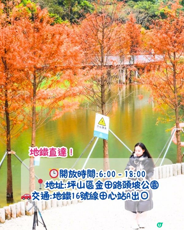 最後召集📣深圳落羽杉5大推介📸近2公里樹林/商場隱藏打卡位‼️