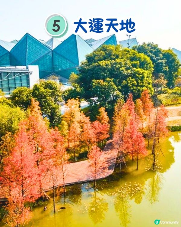 最後召集📣深圳落羽杉5大推介📸近2公里樹林/商場隱藏打卡位‼️