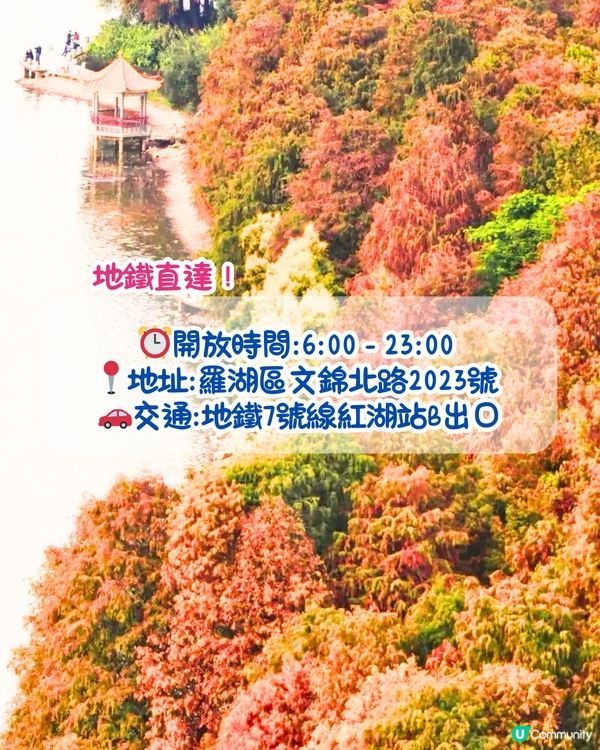 最後召集📣深圳落羽杉5大推介📸近2公里樹林/商場隱藏打卡位‼️