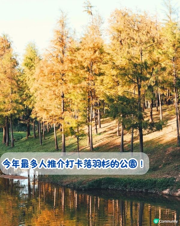 最後召集📣深圳落羽杉5大推介📸近2公里樹林/商場隱藏打卡位‼️