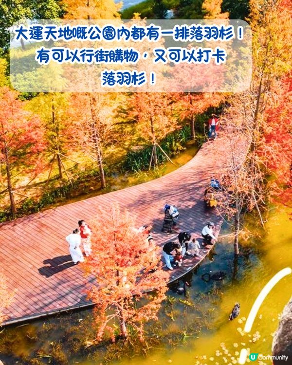 最後召集📣深圳落羽杉5大推介📸近2公里樹林/商場隱藏打卡位‼️