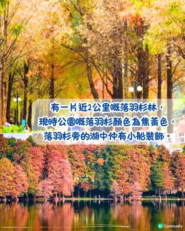 最後召集📣深圳落羽杉5大推介📸近2公里樹林/商場隱藏打卡位‼️