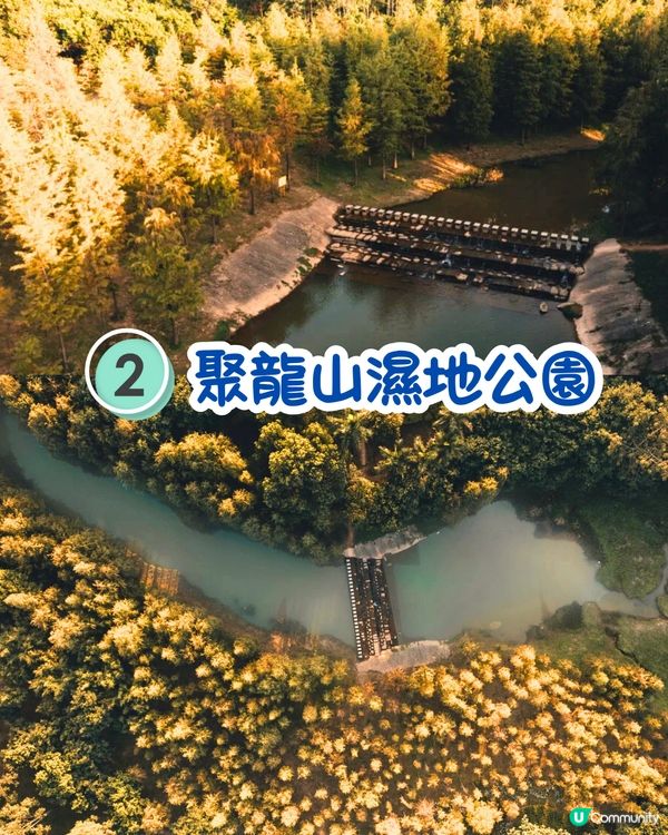 最後召集📣深圳落羽杉5大推介📸近2公里樹林/商場隱藏打卡位‼️