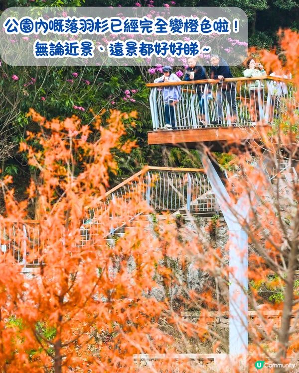 最後召集📣深圳落羽杉5大推介📸近2公里樹林/商場隱藏打卡位‼️