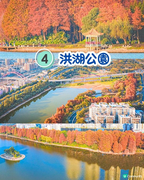 最後召集📣深圳落羽杉5大推介📸近2公里樹林/商場隱藏打卡位‼️