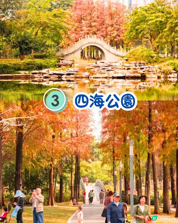 最後召集📣深圳落羽杉5大推介📸近2公里樹林/商場隱藏打卡位‼️