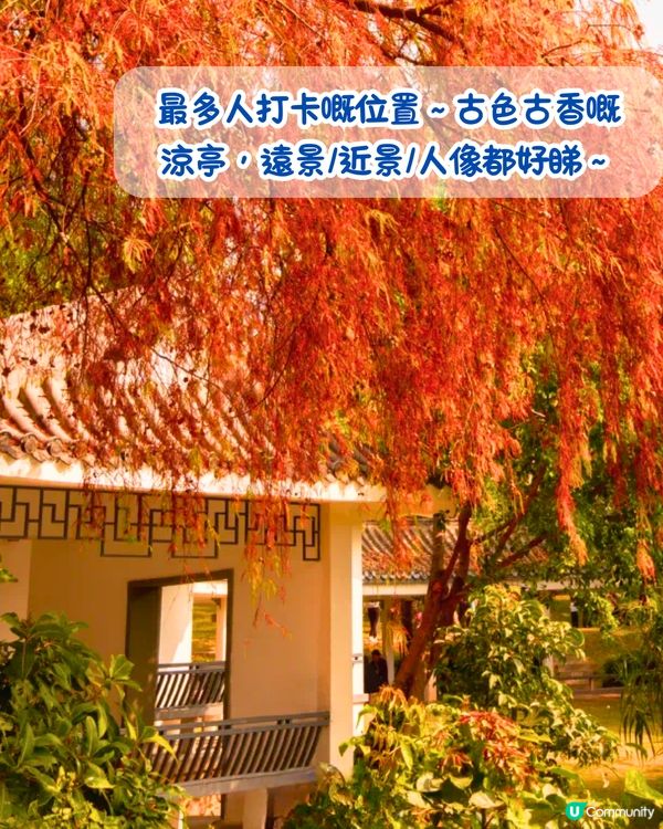 最後召集📣深圳落羽杉5大推介📸近2公里樹林/商場隱藏打卡位‼️