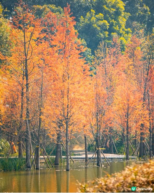 最後召集📣深圳落羽杉5大推介📸近2公里樹林/商場隱藏打卡位‼️