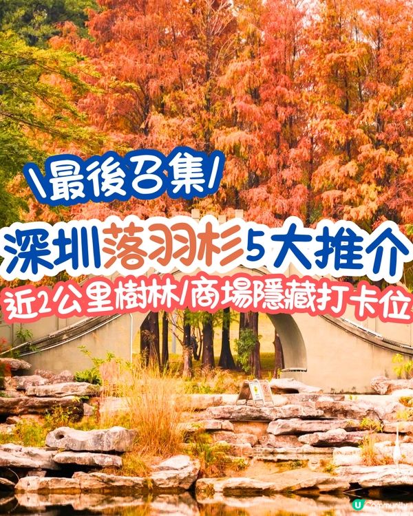 最後召集📣深圳落羽杉5大推介📸近2公里樹林/商場隱藏打卡位‼️
