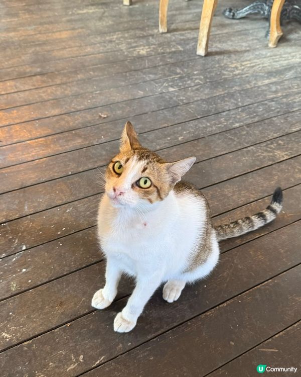 伊茲密爾Alsancak海邊的米芝蓮餐廳