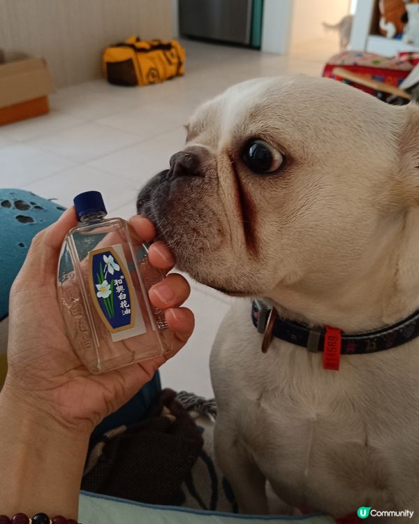 毛毛話 “一陣阿婆味“