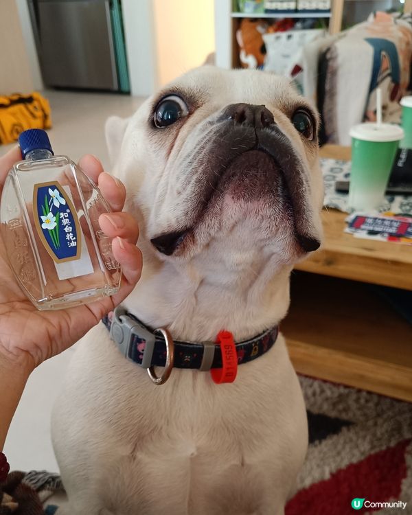 毛毛話 “一陣阿婆味“