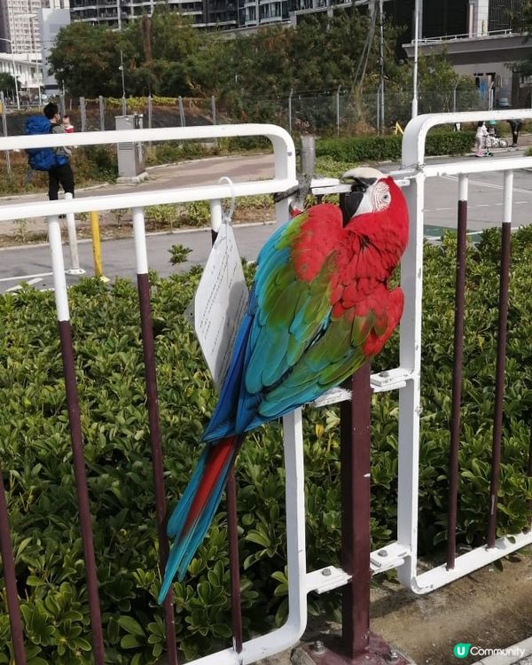 顏色好靚嘅鸚鵡