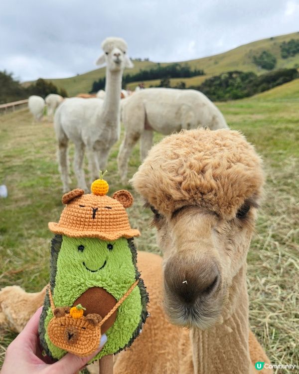 任摸唔嬲嘅草泥馬🦙🦙🦙