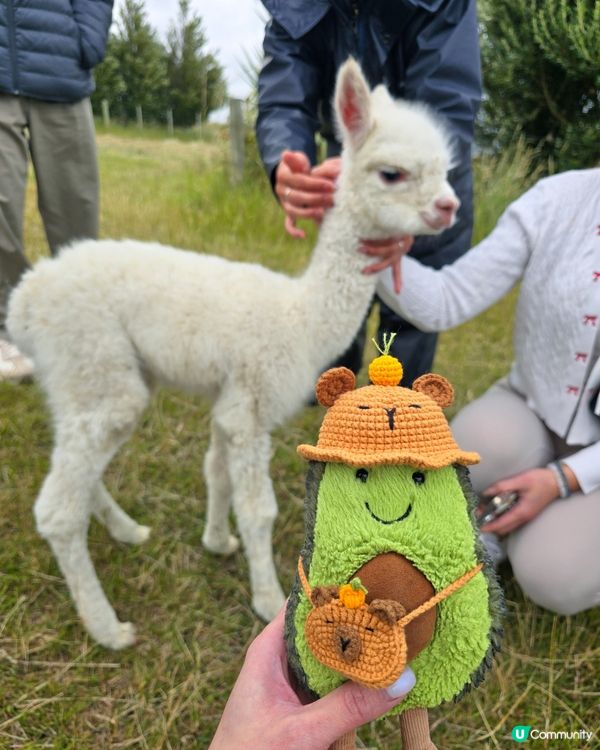 任摸唔嬲嘅草泥馬🦙🦙🦙