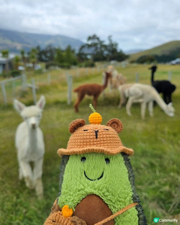 任摸唔嬲嘅草泥馬🦙🦙🦙