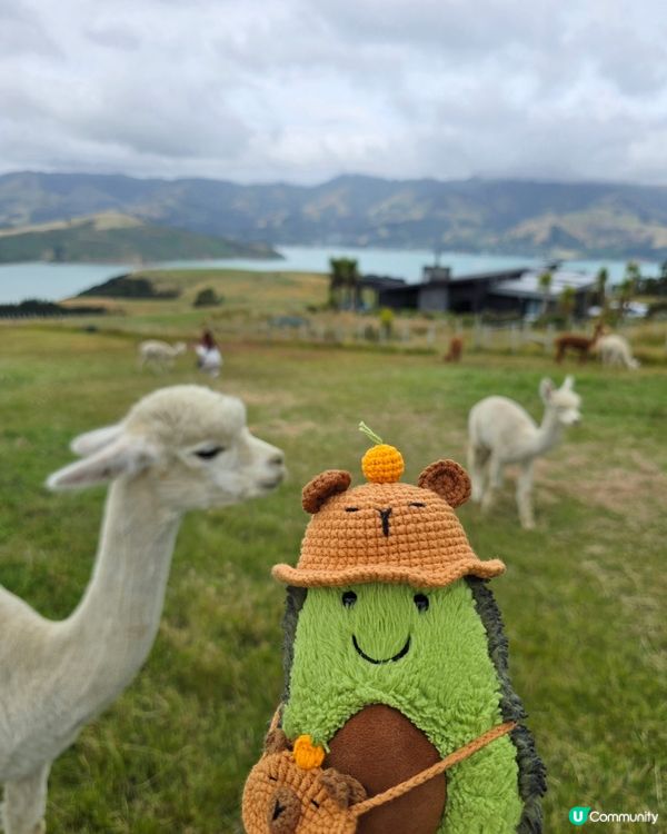 任摸唔嬲嘅草泥馬🦙🦙🦙