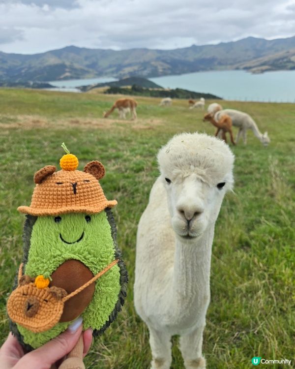 任摸唔嬲嘅草泥馬🦙🦙🦙