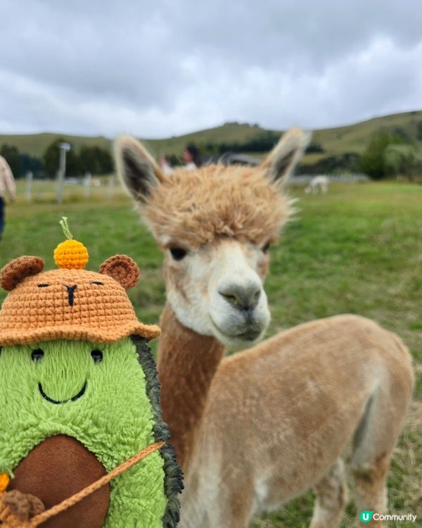 任摸唔嬲嘅草泥馬🦙🦙🦙