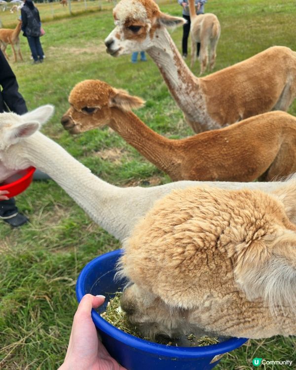 任摸唔嬲嘅草泥馬🦙🦙🦙