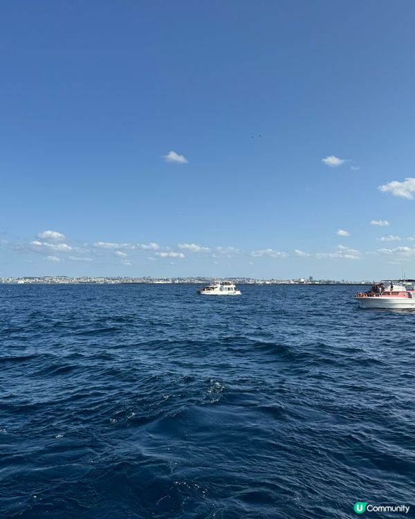 ## 冬遊日本❄️🌊 潛水賞鯨🐳