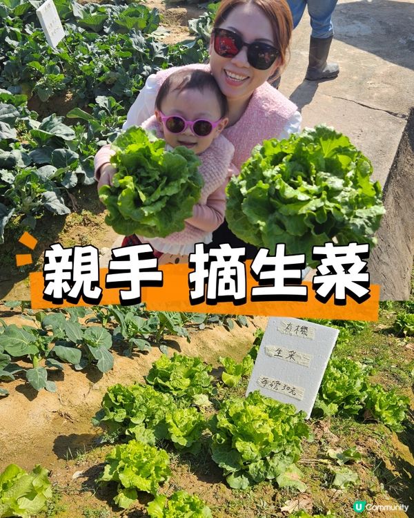 香港親子遊🍓☀️  摘士多啤梨、扒蕃薯，玩轉農莊！