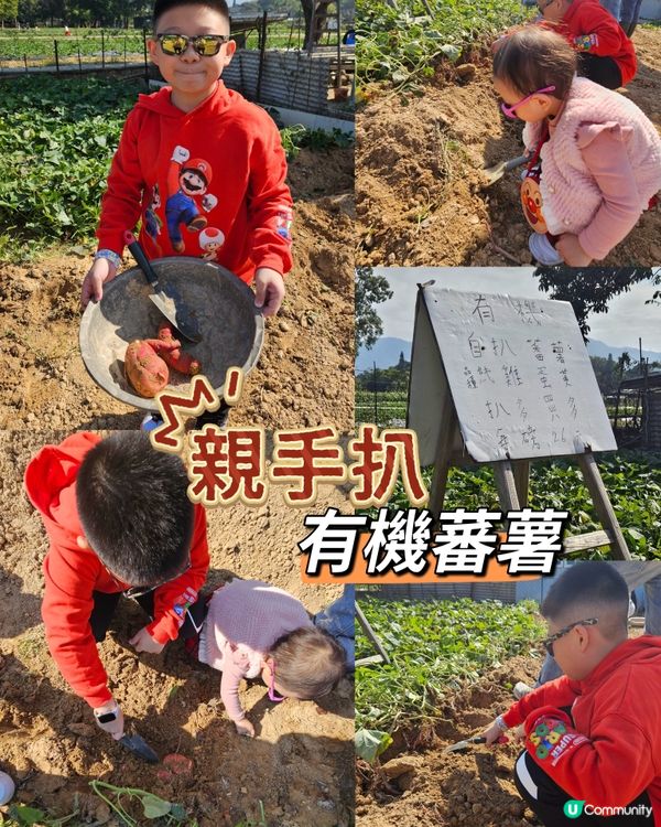 香港親子遊🍓☀️  摘士多啤梨、扒蕃薯，玩轉農莊！