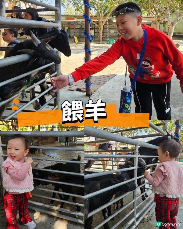 香港親子遊🍓☀️  摘士多啤梨、扒蕃薯，玩轉農莊！