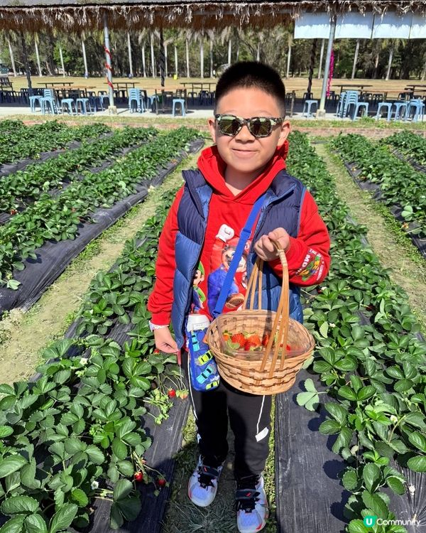 香港親子遊🍓☀️  摘士多啤梨、扒蕃薯，玩轉農莊！