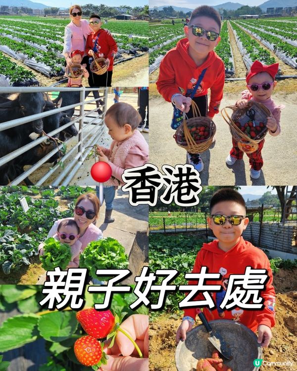 香港親子遊🍓☀️  摘士多啤梨、扒蕃薯，玩轉農莊！