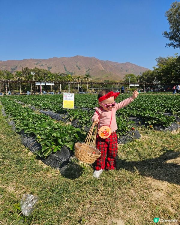 香港親子遊🍓☀️  摘士多啤梨、扒蕃薯，玩轉農莊！