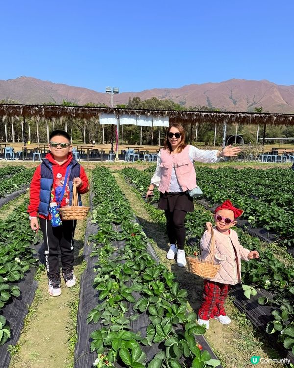 香港親子遊🍓☀️  摘士多啤梨、扒蕃薯，玩轉農莊！