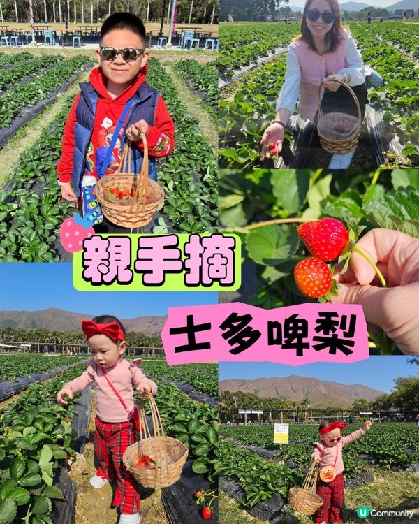 香港親子遊🍓☀️摘士多啤梨，玩轉農莊！