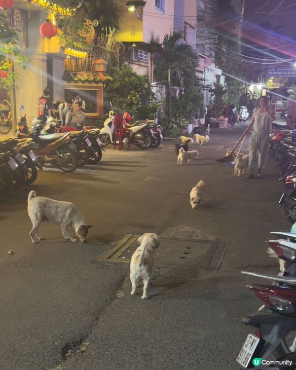 胡志明市的狗狗