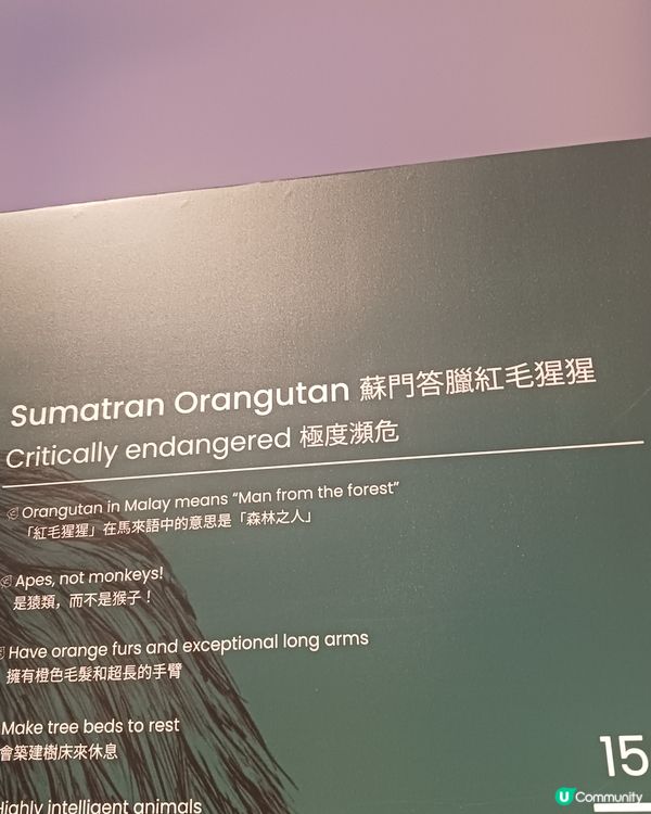 🎀🎀蘇門答臘美術館🎀🎀